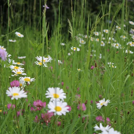 Herzblick 아파트 Sankt Georgen im Gailtal