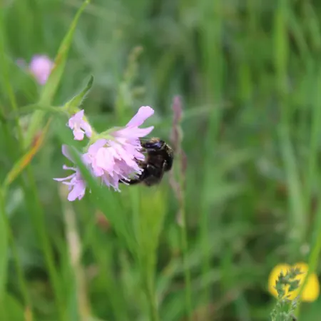 Herzblick * Sankt Georgen im Gailtal