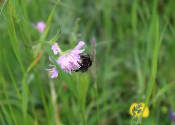 Herzblick * Sankt Georgen im Gailtal